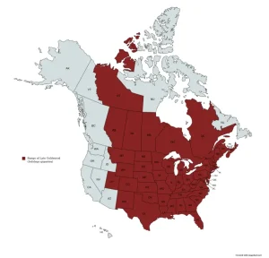Range map of Late Goldenrod (Solidago gigantea) in the United States and Canada.