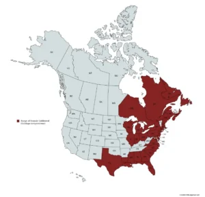 Range map of Seaside Goldenrod (Solidago sempervirens) in the United States and Canada.
