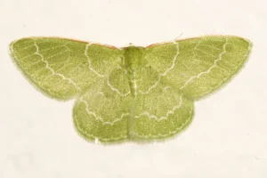 Wavy-lined Emerald (Synchlora aerolata) on fabric.