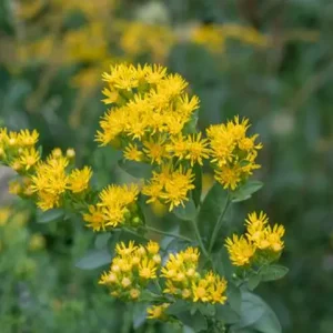 Yellow flowers of stiff goldenrod (Solidago rigida).