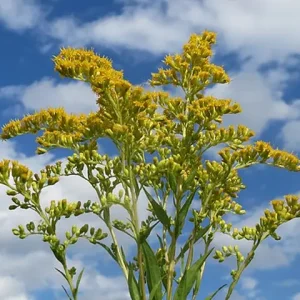Yellow flowers of late goldenrod (Solidago gigantea).