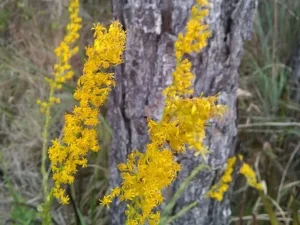 Yellow flowers of pine-barren goldenrod (Solidago fistulosa).