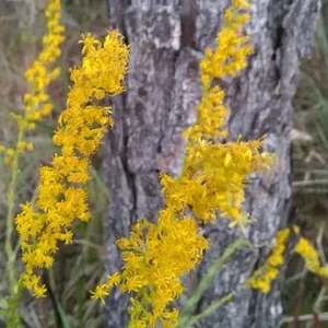 Yellow flowers of pine-barren goldenrod (Solidago fistulosa).