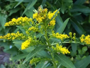 Yellow flowers of seaside goldenrod (Solidago sempervirens) in a wooded setting.