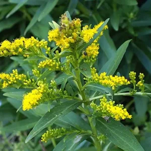 Yellow flowers of seaside goldenrod (Solidago sempervirens) in a wooded setting.