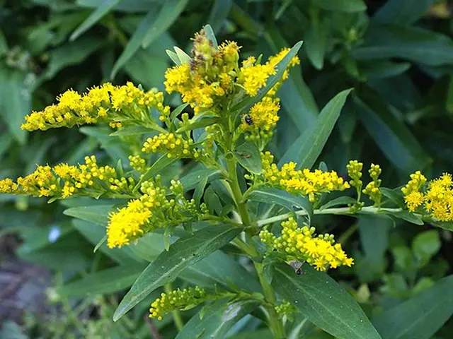 Yellow flowers of seaside goldenrod (Solidago sempervirens) in a wooded setting.