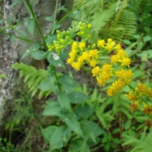 Yellow flowers of roundleaf goldenrod (Solidago patula) in a wooded setting.
