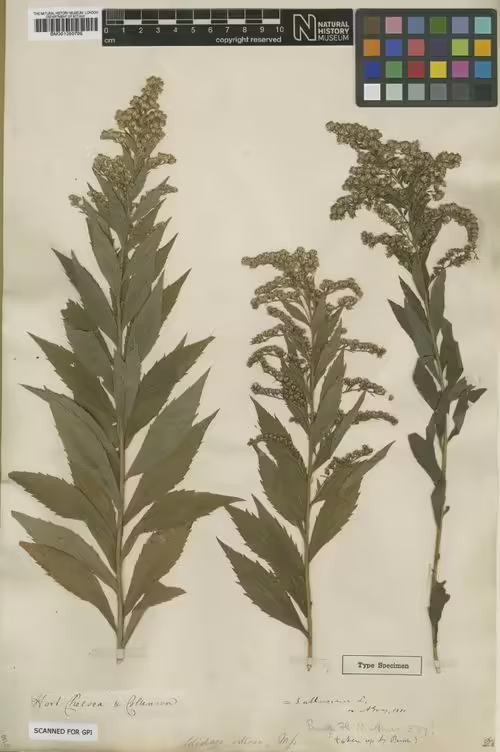 Holotype specimen of wrinkle-leaf goldenrod (Solidago rugosa).