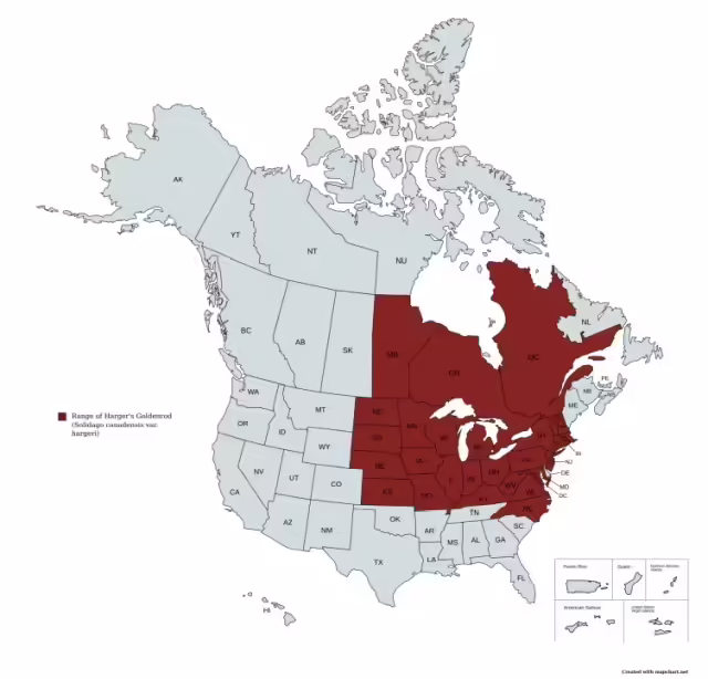 Range map of harger's goldenrod (Solidago canadensis var. hargeri) in the United States and Canada.