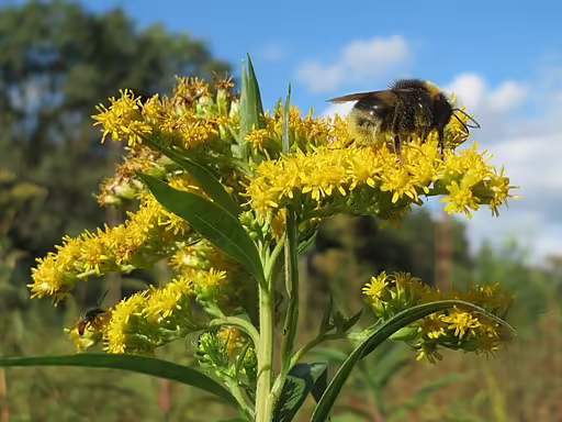 Close-up of yellow flowers of canada goldenrod (Solidago canadensis) wiht a bee.