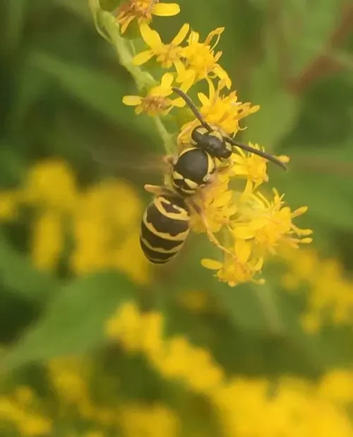Flower of Wrinkle-leaf Goldenrod (Solidago rugosa) with a bee.