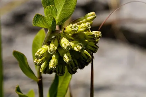 Green flower cluster of Green Comet Milkweed (Asclepias viridiflora), an Illinois milkweed.
