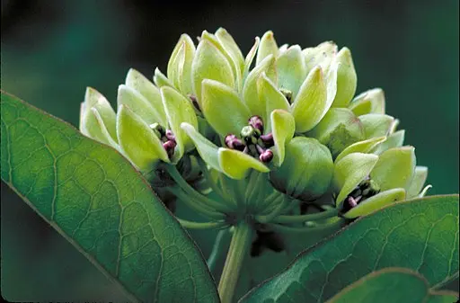 Green flowers of Green Comet Milkweed (Asclepias viridiflora).