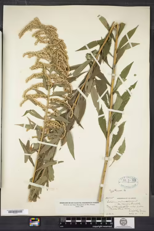 Herbarium specimen of canada goldenrod (Solidago canadensis var. hargeri).