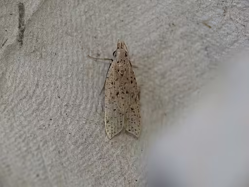 Dichomeris Moth on white fabric.