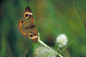 Common buckeye butterfly on flower.