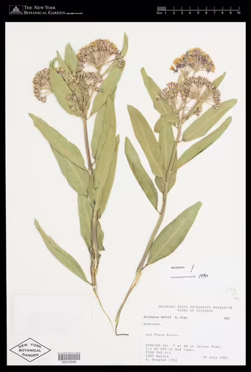 Herbarium specimen of halls milkweed (Asclepias hallii).