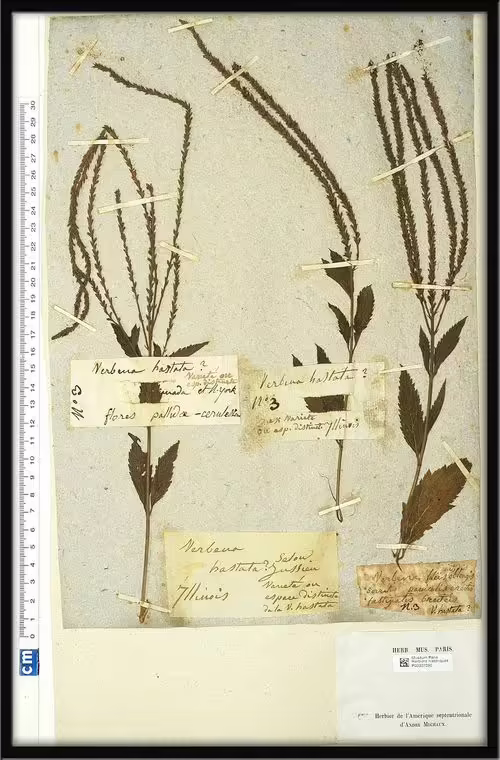 Holotype specimen of blue vervain (Verbena hastata).