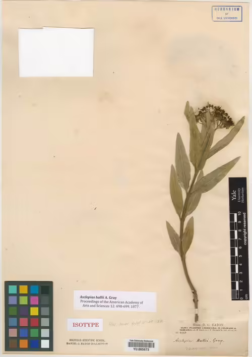 Isotype specimen of halls milkweed (Asclepias hallii).