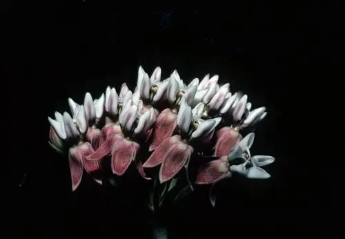 Pinkish flowers of Hall's Milkweed (Asclepias hallii).