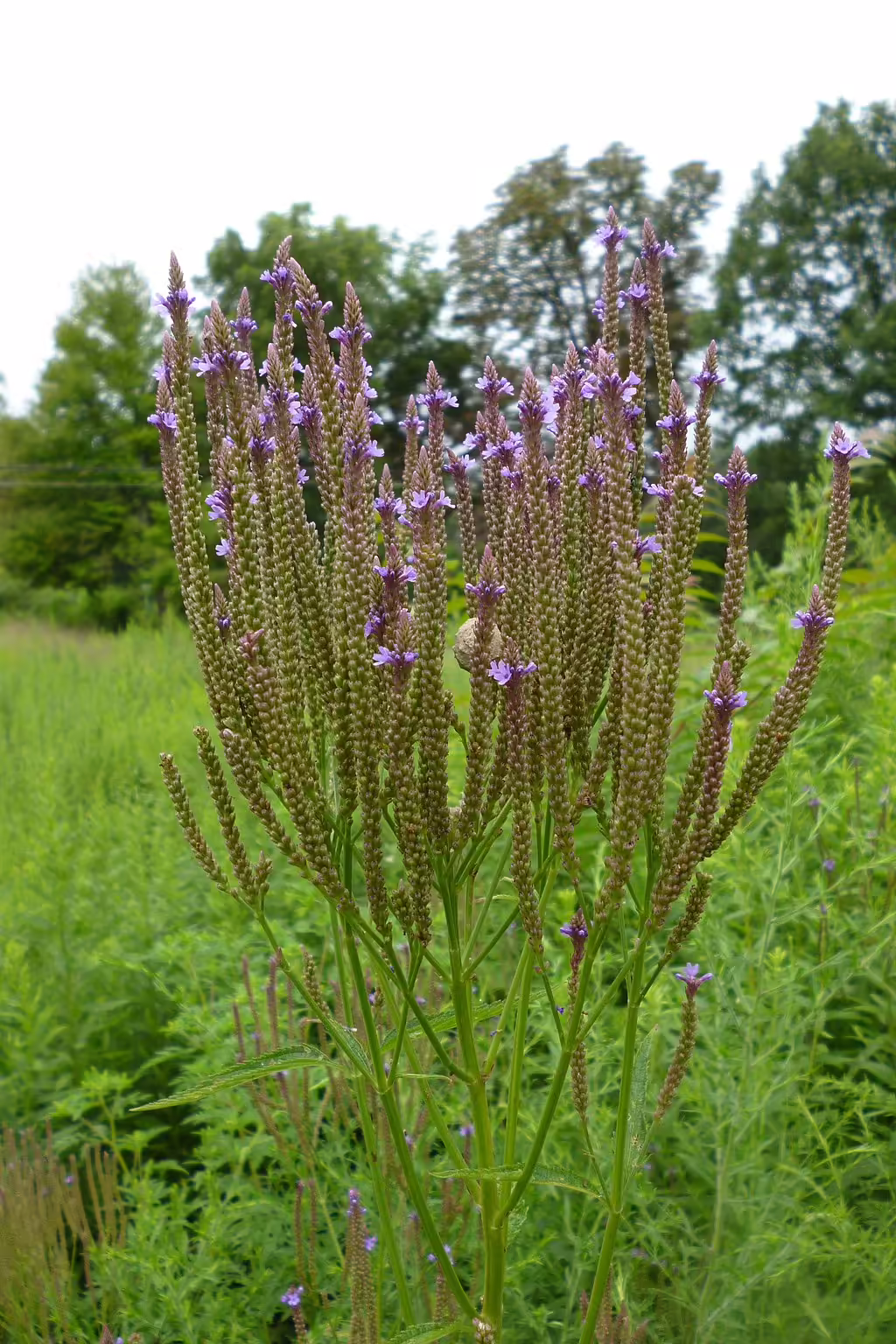 Plant of blue vervain (Verbena hastata) in a field.