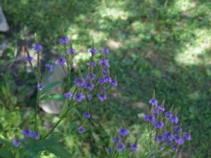 Verbena | Vervain