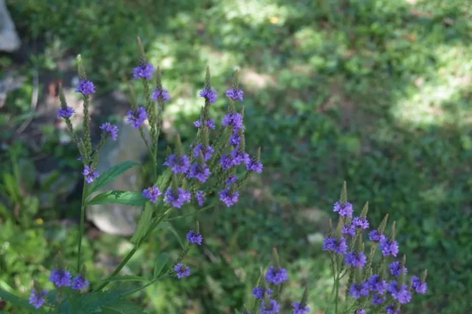 Plant of Blue Vervain (Verbena hastata) in McMullen House Garden.