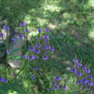 Plants of blue vervain (Verbena hastata) in a garden.