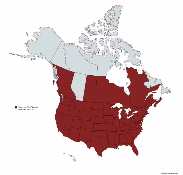 Range map of blue vervain (Verbena hastata) in the United States and Canada.