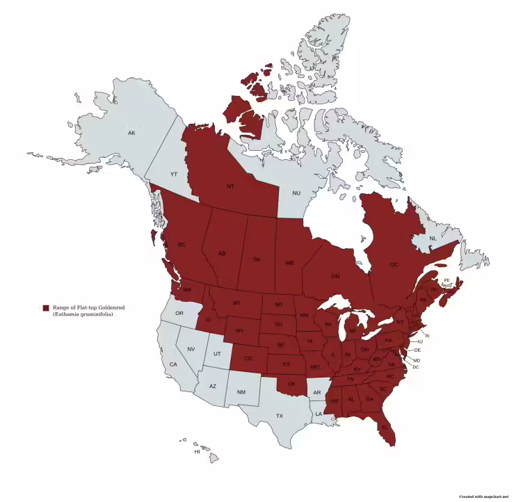 Range map of flat-top goldenrod (Euthamia graminifolia) in the United States and Canada.