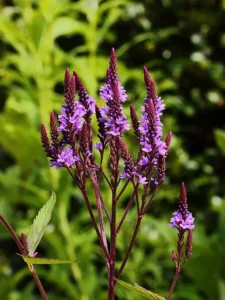 Blue Vervain (Verbena hastata) 'rosea' cultivar