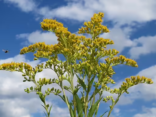 Yellow flower cluster of giant goldenrod (Solidago gigantea) with sky background.