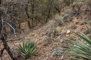 Dry rocky woodland habitat in the Western United States.