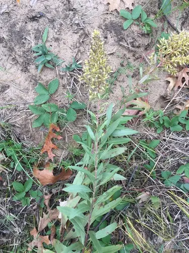 Yellow flower of Showy Goldenrod (Solidago speciosa).