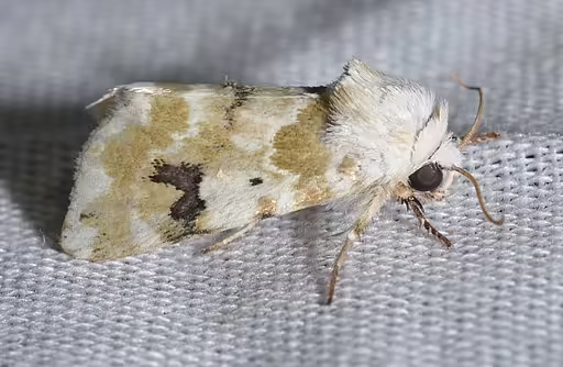 Goldenrod flower moth on fabric.