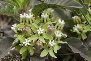 Greenish-white flowers of Zizotes Milkweed (Asclepias oenotheroides).