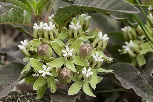 Greenish-white flowers of Zizotes Milkweed (Asclepias oenotheroides).
