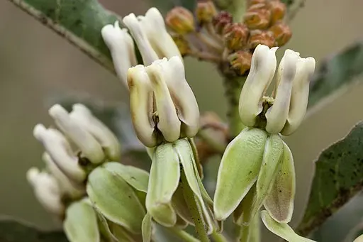 Greenish-white flowers of Zizotes Milkweed (Asclepias oenotheroides).