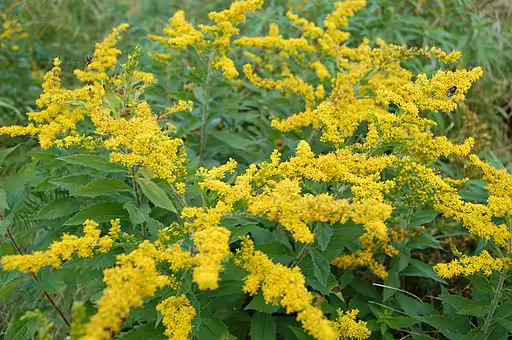 Group of roundleaf goldenrod (Solidago patula).
