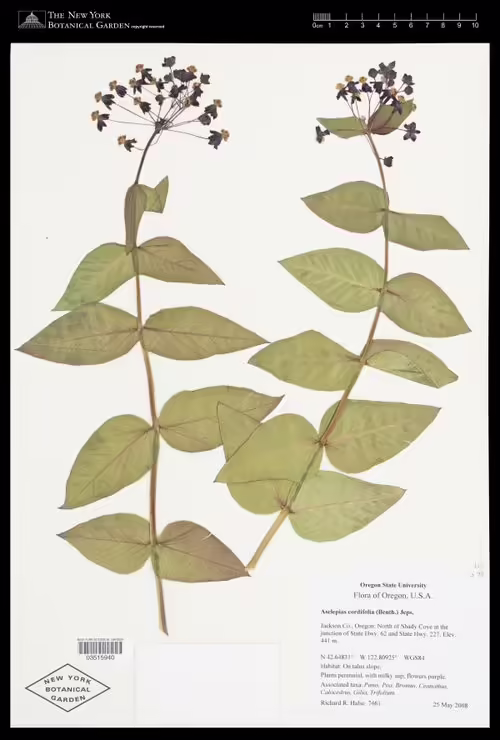 Herbarium specimen of heart-leaf milkweed (Asclepias cordifolia).