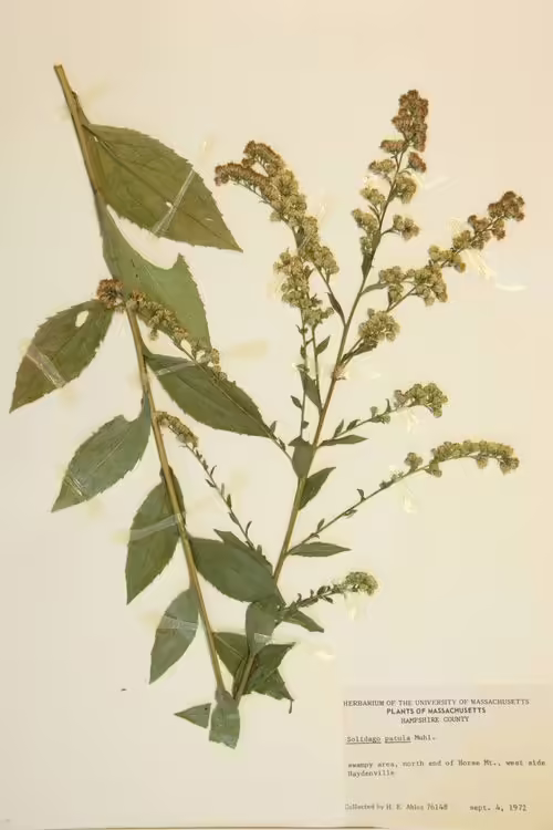 Herbarium specimen of roundleaf goldenrod (Solidago patula).