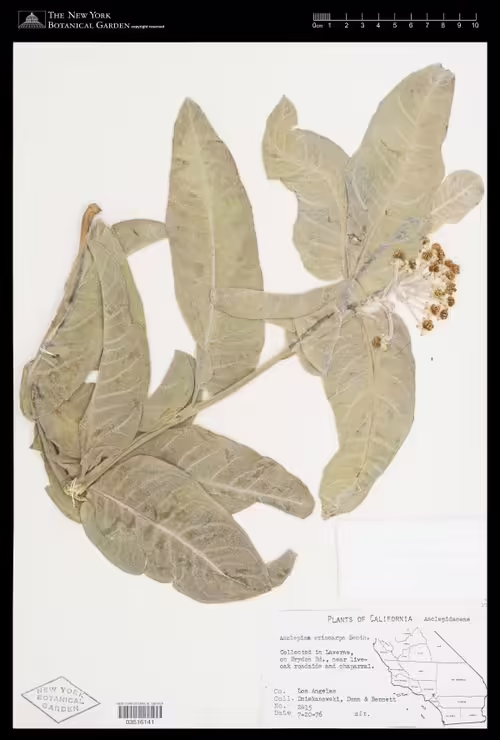 Herbarium specimen of woollypod milkweed (Asclepias eriocarpa).