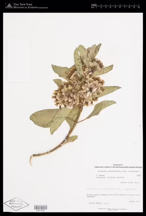 Herbarium specimen of zizotes milkweed (Asclepias oenotheroides).