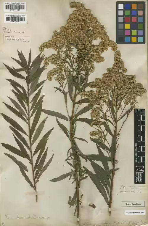 Holotype specimen of giant goldenrod (Solidago gigantea).