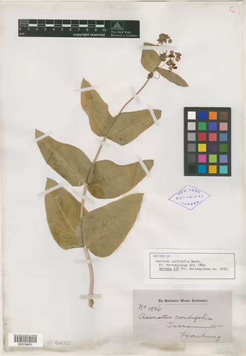 Isotype specimen of heart-leaf milkweed (Asclepias cordifolia).
