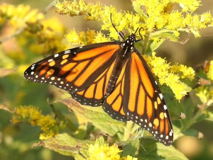 Monarch butterfly (Danaus plexippus) on goldenrod.