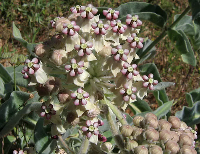 Pinkish flowers of Woollypod Milkweed (Asclepias eriocarpa).