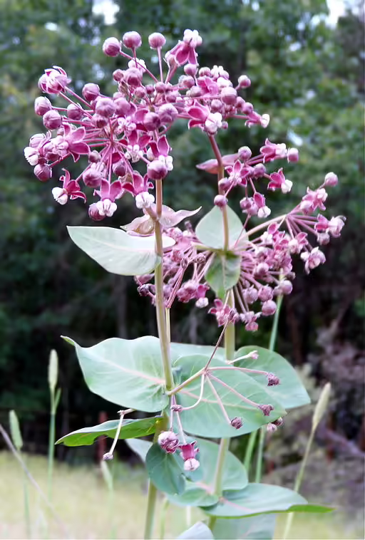 Plant of heart-leaf milkweed (Asclepias cordifolia) with reddish-white flowers.