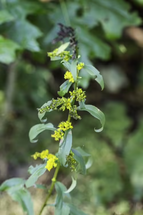Plant of roundleaf goldenrod (Solidago patula) in a wooded area.