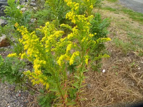 Plant of Seaside Goldenrod (Solidago sempervirens) on a shore.